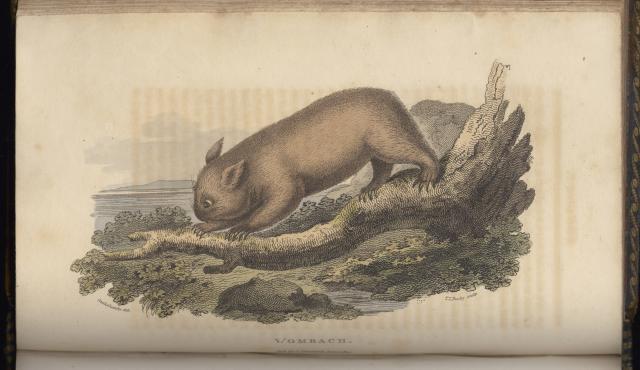 Wombat