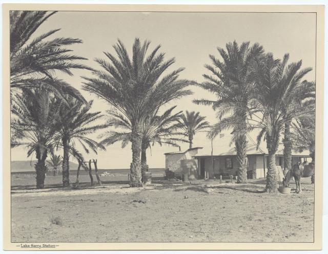 Date palms B47089_7