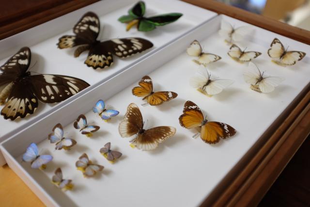 Recovered butterflies that 'Passed through the C.W. Wyatt Theft Collection' at the Australian Museum, September 2024. Photo_ Walter Marsh