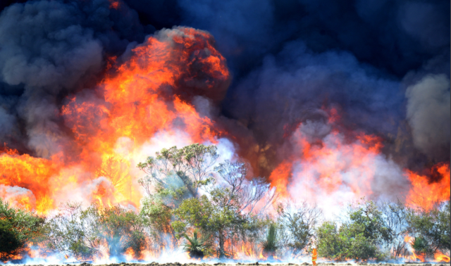 Kangaroo Island bushfire. SLSA: B 78536/3 