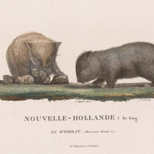 Nouvelle Hollande - wombats