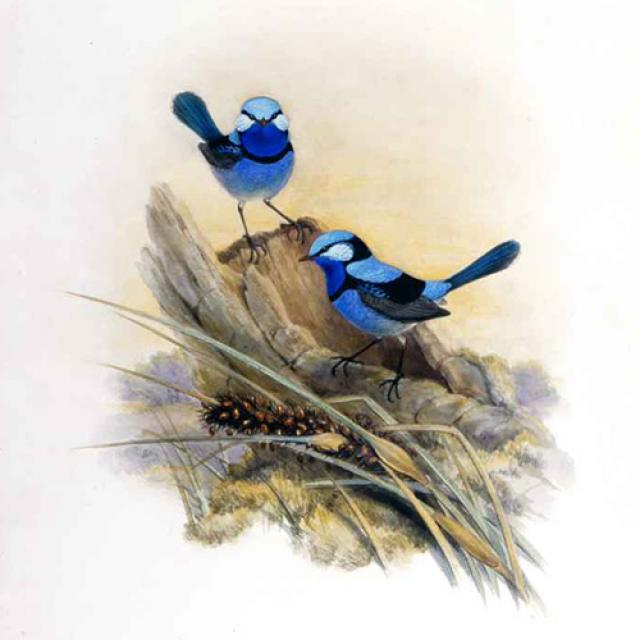 Pencil and watercolour sketch of Malurus callainus (Splendid Fairy Wren) is by Henry Constantine Richter [B6854/1]