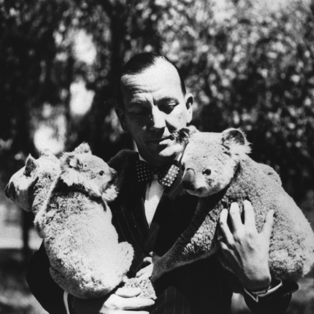 Noel Coward at the Koala Farm [B 61595]