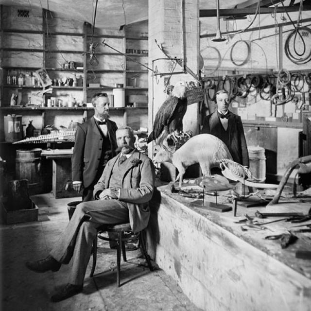Museum taxidermists, Ernest Gall. SLSA: PRG 631/45/39