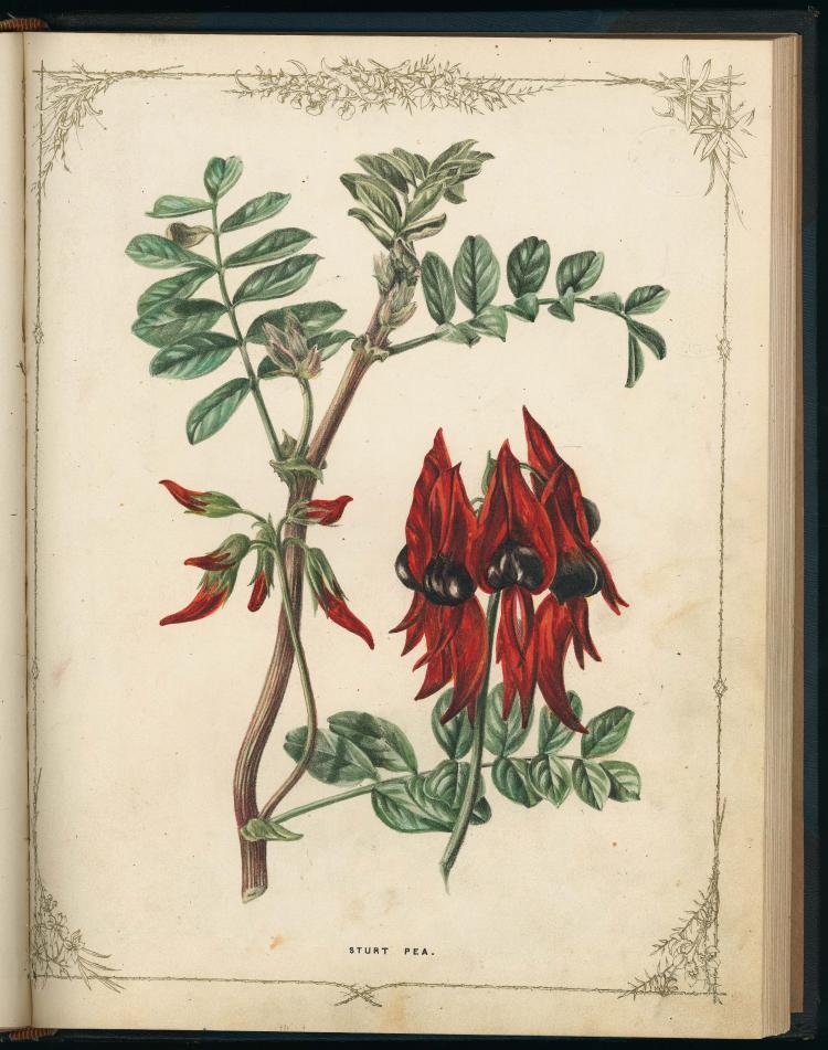 Sturt Desert Pea from Wildflowers of South Australia by Fanny de Mole