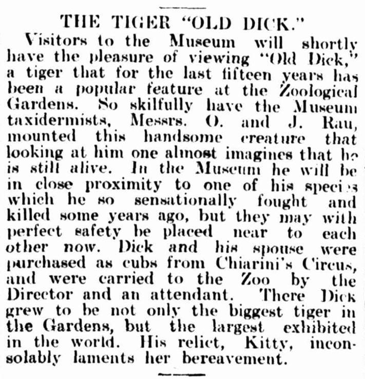 The Tiger "Old Dick", a newspaper article from Adelaide Observer14 January 1899 