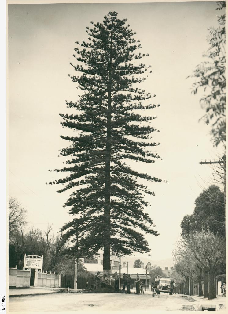 Norfolk pine tree, Medindie, 1946