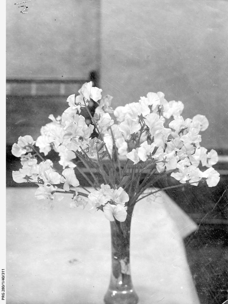 Prize sweet peas at a flower show. SLSA: PRG 280/1/40/311