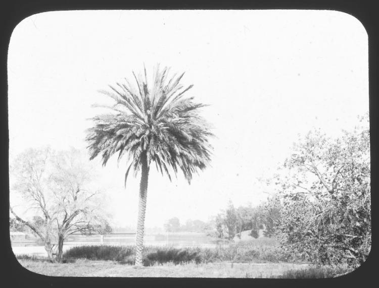 First palm tree planted on bank of Torrens Lake, c1890