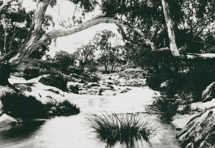 River winding between gum trees and natural flora, c 1890